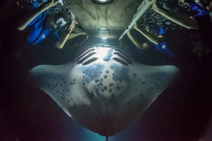 kona diving manta rays